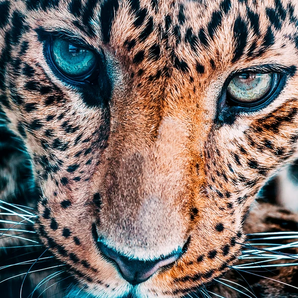 Jungle Cat Stare - Image 3