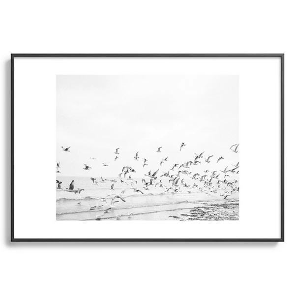 Seagulls Coast - Image 4