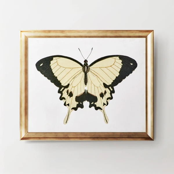 Beautiful Butterfly 1